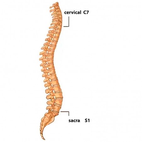 Órtesis Dorsolumbar Spineback